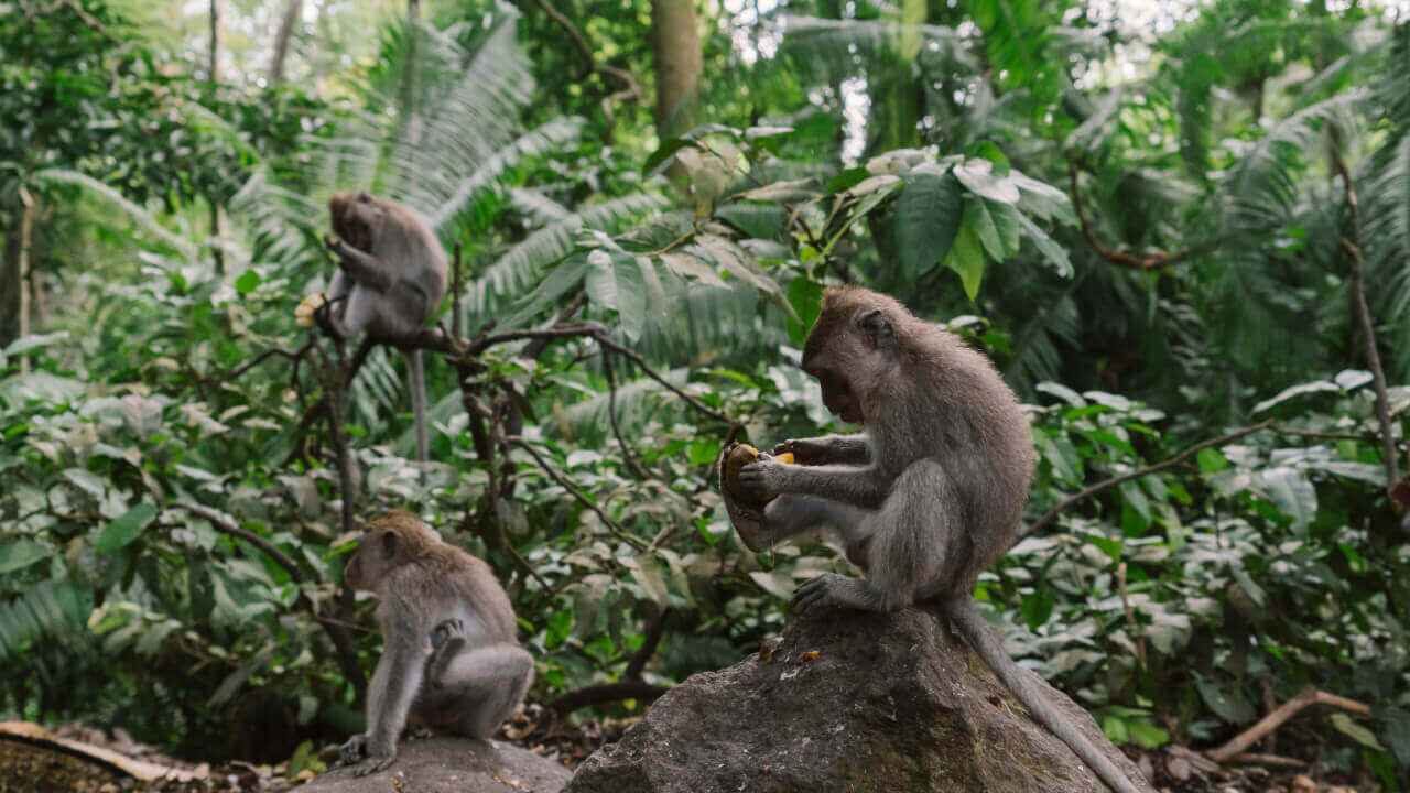 The Monkeys: The Real Kings of Karura