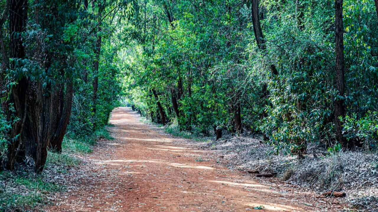 Walking and Running Trails