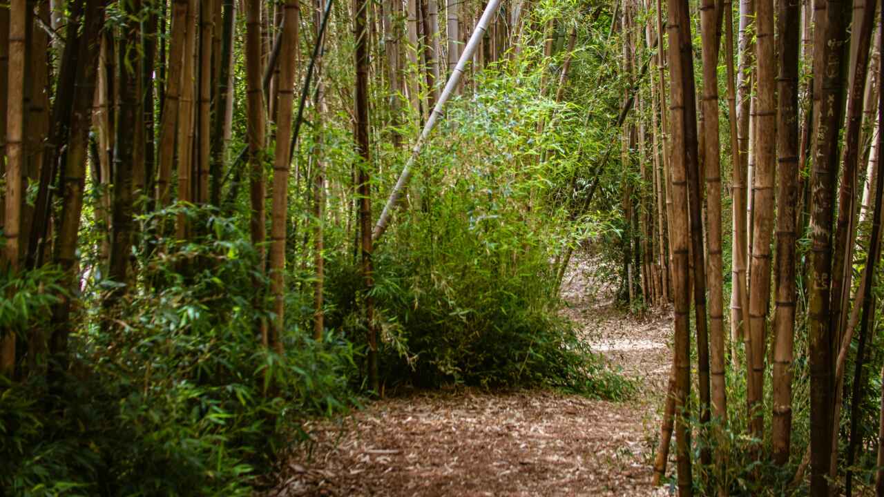 The Bamboo Tunnel image