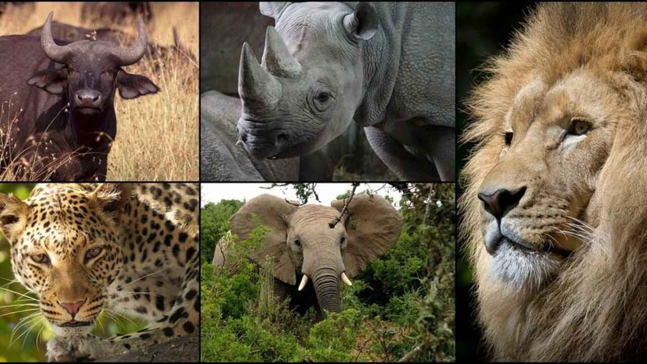 Rhinos, Lions & Other Very Important Guests