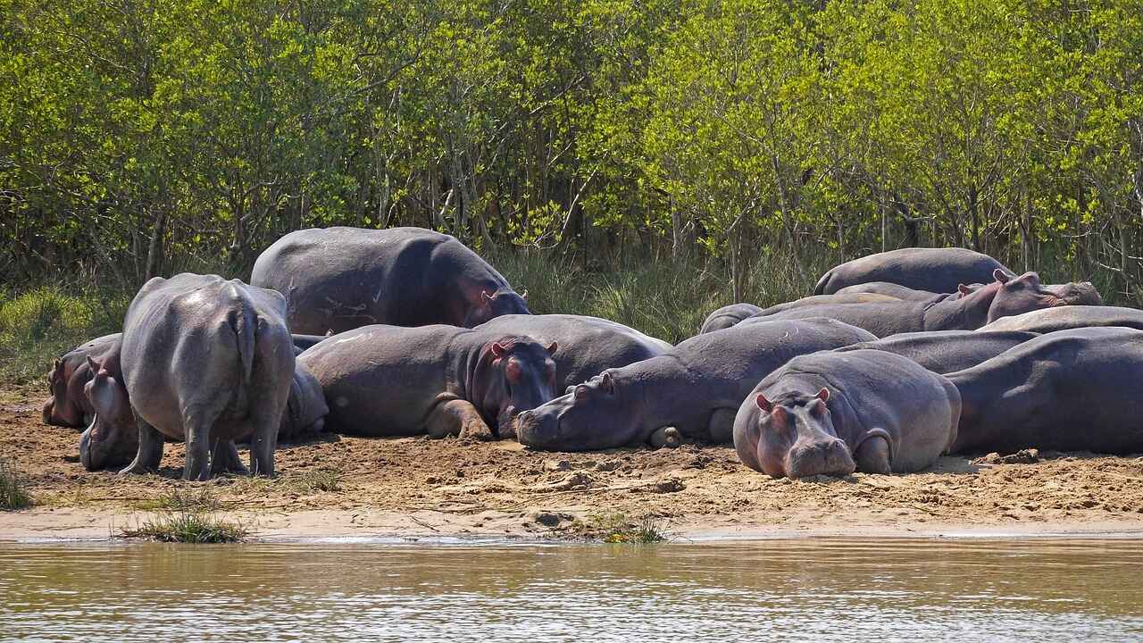 The Vibes: No Crowds, Just Crocs (and Maybe a Hippo or Two)