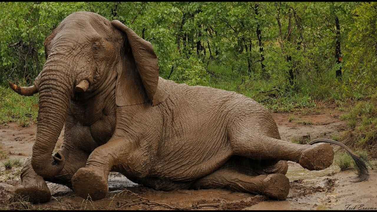 Where the Elephants Party in Mud